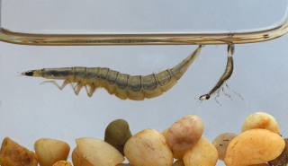 Illustration for article titled This Newly-Discovered Beetle Can Reshape Its Own Eyes